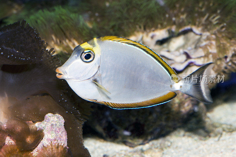 热带鱼 Naso Tang (Naso lituratus)